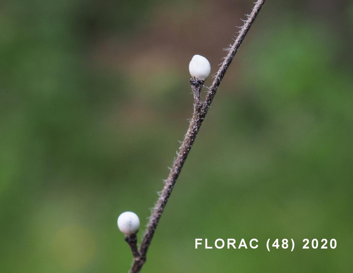 Gromwell, Blue fruit